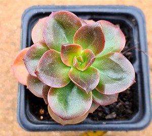 Echeveria melaco