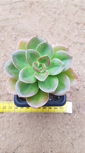 Echeveria melaco