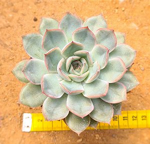 Echeveria menina