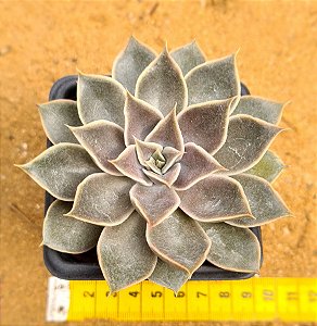 Echeveria mensa