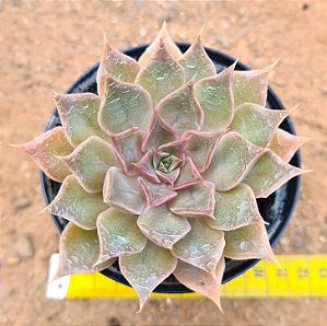 Echeveria mensa