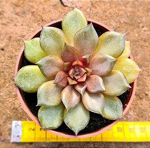 Echeveria mina rubra