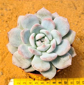 Echeveria monroe