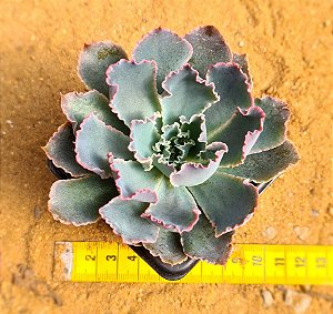 Echeveria neon breakers