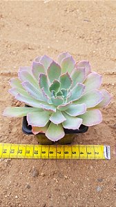 Echeveria neon breakers