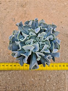 Echeveria nichii