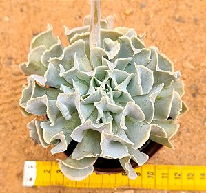 Echeveria nichii