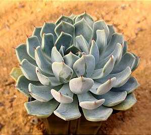 Echeveria norma