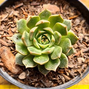 Echeveria olivia