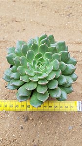 Echeveria olivia