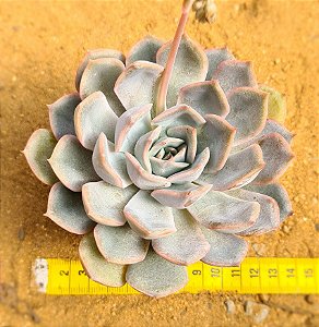 Echeveria orion