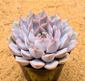 Echeveria orion