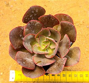 Echeveria painted frills