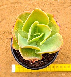 Echeveria pallida