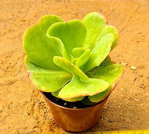 Echeveria pallida