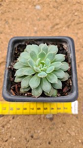 Echeveria pampa