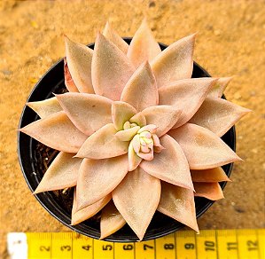 Echeveria paniculata horst