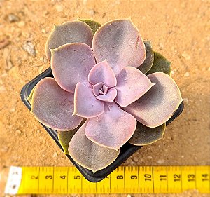 Echeveria perle von nurnberg