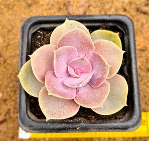 Echeveria perle von nurnberg