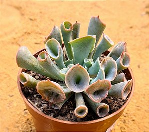 Echeveria pink trumpet
