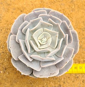 Echeveria pollux