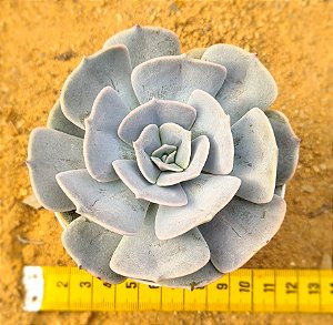 Echeveria pollux