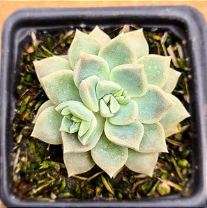 Echeveria prolifica