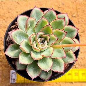 Echeveria pulidonis