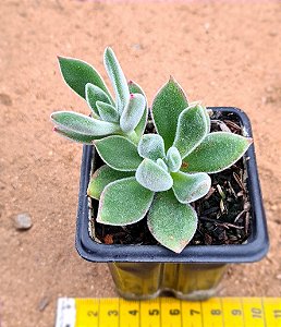 Echeveria pulvinata