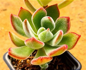 Echeveria pulvinata