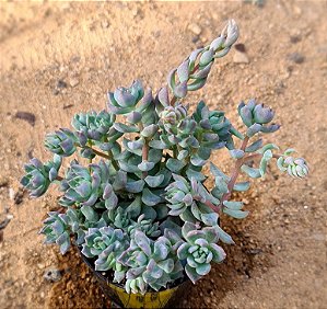 Echeveria querência