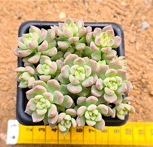 Echeveria querência