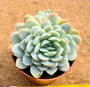Echeveria raspberry ice