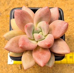Echeveria rose crown