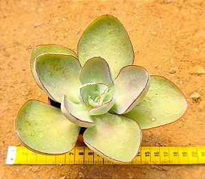 Echeveria rubromarginata
