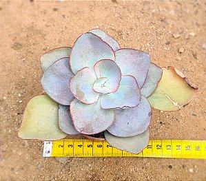 Echeveria rubromarginata