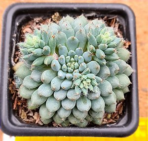 Echeveria rundelli