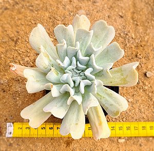 Echeveria runyonii - topsy turvy