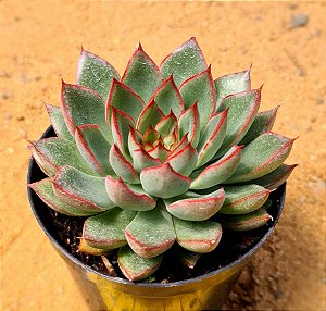 Echeveria sagita