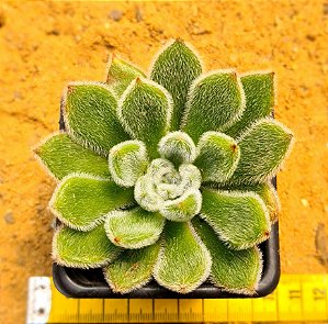 Echeveria setosa
