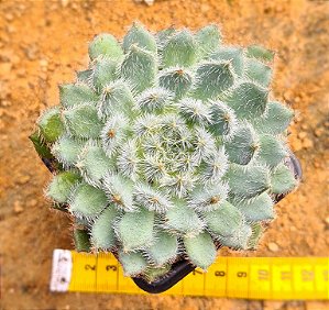 Echeveria setosa var. diminuta