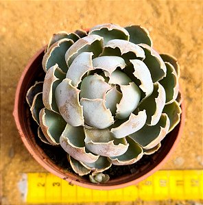 Echeveria shaviana alcachofra
