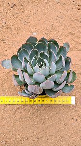 Echeveria shaviana alcachofra