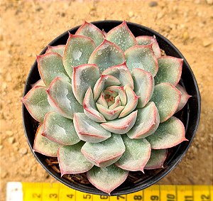 Echeveria shira