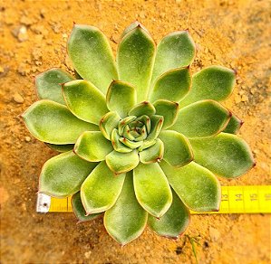 Echeveria skat