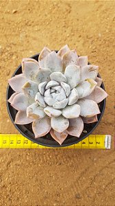 Echeveria snow bunny