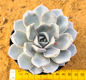 Echeveria snow bunny