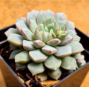 Echeveria subcorymbosa