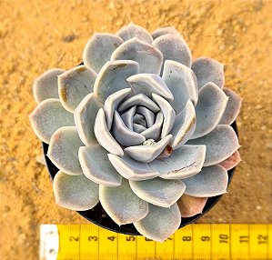 Echeveria tinnie burger