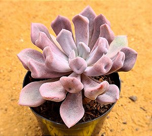 Echeveria topsy debbie - "Cupido" / "Cupid"